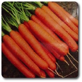  جزر متوسط هندي 