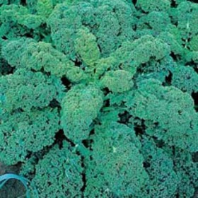  كيل اخضر انجليزي 