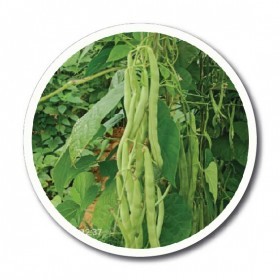  فاصوليا خضراء فرنسية سونالي 50 بذرة 