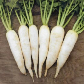  فجل ابيض هندي 100 جرام 