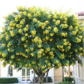  شجرة اكاسيا جلوكا (10) بذور 