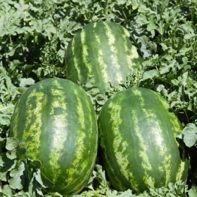  بطيخ احمر مايستروامريكي 25 بذرة 