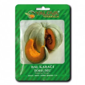  قرع كبير تركي 10 غرام 