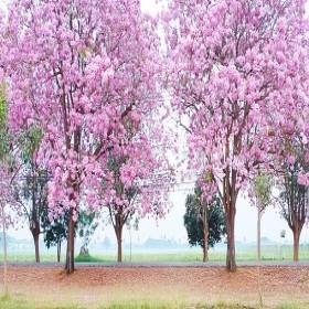  بذور شجرة تابوبيا وردي (10 بذرات) 