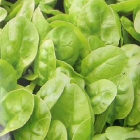  سبانخ انجليزي 