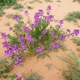  بذور الخزامى ( 25 بذرة  ) 