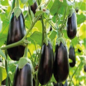  باذنجان هجين بلاكبيل  سيمنس 25 بذرة 