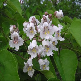  شجرة كاتالبا  Catalpa ١٠ بذور 