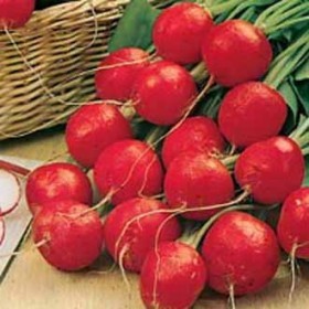  فجل احمر مدور 