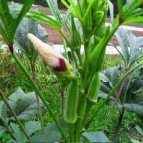  باميا ليدي فينجر F1 (50 بذرة ) 