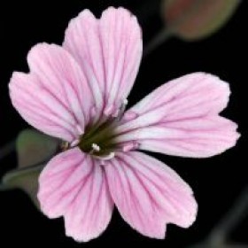  بذور الدهدهان ( 25 بذرة ) 