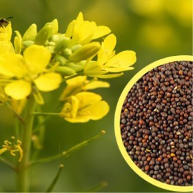  بذور الخردل البلدي ( 100 بذرة  ) ‏ 