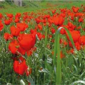  بذور زهرة الديدحان الأحمر - شقائق النعمان ( ١٠٠٠ بذرة ) 