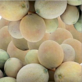  شمام ليون F1 (15 بذرة ) 