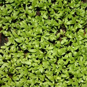  رشاد حساوي (15 غرام )‏ 