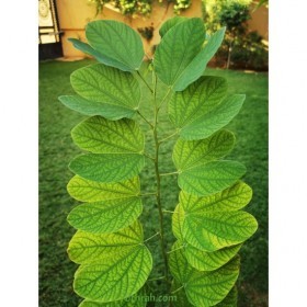  بذور شجرة البوهينيا  - خف الجمل ( ١٠ بذرات  ) 