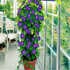  مجد الصباح المتسلقه (10) بذور 