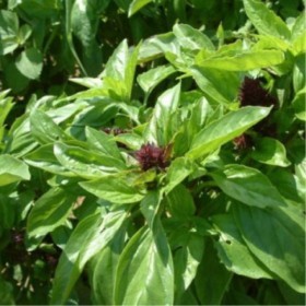  بذور الريحان الحساوي ( المشموم الحساوي )‏( 200 بذرة ) 