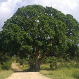  بذور شجرة الجميز50 بذرة 