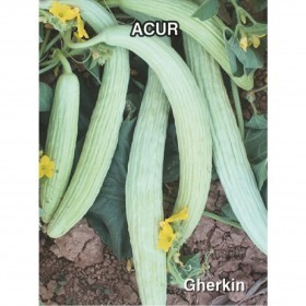  خيار -  فقوس  - طروح -  تركي 