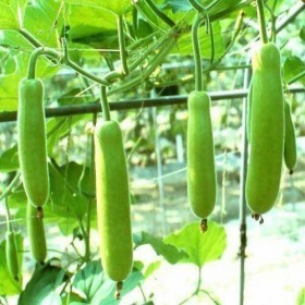  قرع اخضر طويل امريكي 25 بذرة 