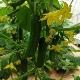  خيار قيصر  F 1  ( ٢٠ بذرة ) 