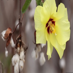  بذور القطن ( ١٥ بذرة ) 