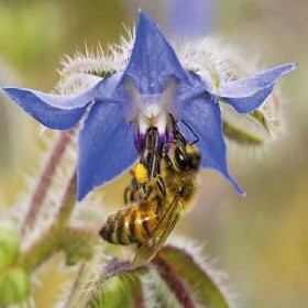  بوراج بنفسجي  – خبز النحل  ( 25 بذرة ) 