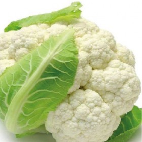  زهرة بيضاء سوليد سنو سيمنس 25 بذرة 