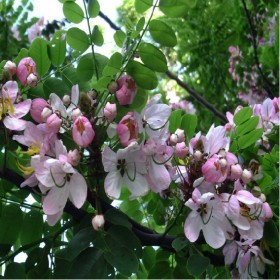  كاسيا جافانيكا (10) بذور 