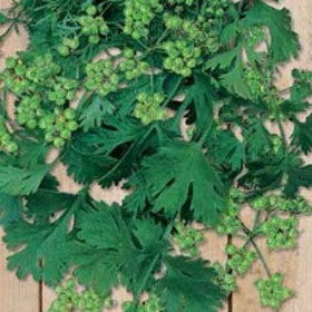  كزبرة لانتاج البذور ( بهار الكزبرة ) 