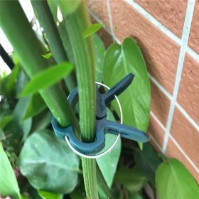  كلبس ربط النباتات حجم كبير( عدد ١٠ ) 