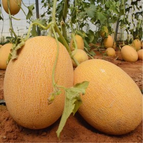  بذور شمام أناناس F1 هجين ( 10 بذرات) 