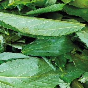  ملوخية  تركي  25  غرام 