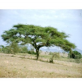  بذور شجرة السمر( 25 بذرة ) 