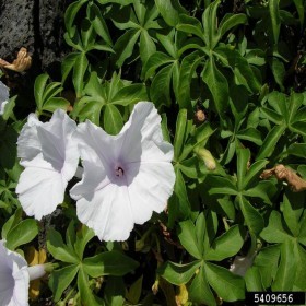  بذور متسلقة ست الحسن بيضاء (20 بذرة  ) 