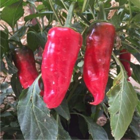  بذور فلفل شقراء ( 25 بذرة )‏ 