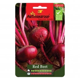  شمندر أحمر دائري 