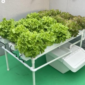  نظام سطحي لزراعة الفراولة والخس 15 شتلة 