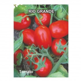  طماطم ريو التركي 