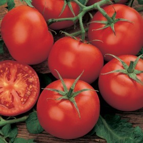  طماطم صانعة الأموال 