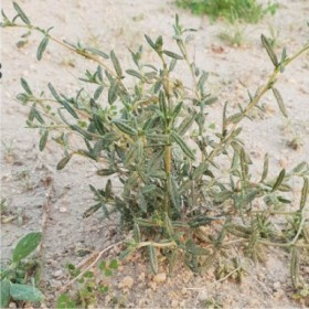  بذور الإرقة أو الجريد المصاحب للفقع ٢٥٠ بذرة تقريبا 