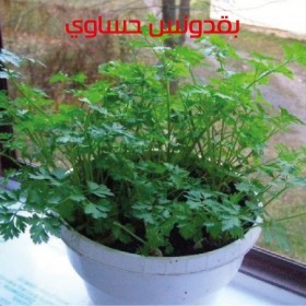  بذور بقدونس حساوي( ٢٠ غرام ) 