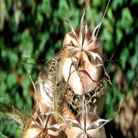  حبة البركة الحساوية بالبذرة كاملة  (20 غرام )‏ 