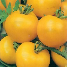  طماطم شروق الشمس الصفراء 