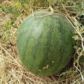  بطيخ يالوفا واشنطون تركي 