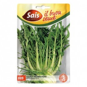  هندباء إيطالي 