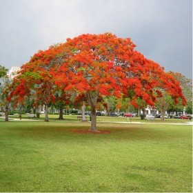  شجرة البونسيانا الحمراء (10) بذور 