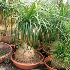  بذور رجل الفيل  ( 15 بذرة ) 