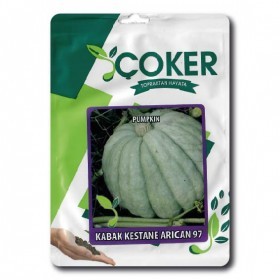  قرع كبير تركي 